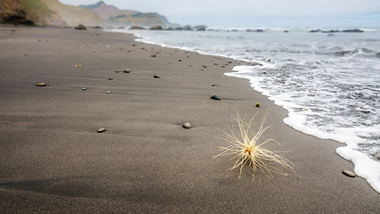 Image showing thing at the beach