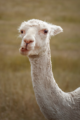 Image showing sweet white alpaca animal