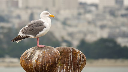 Image showing typical seagull in urban surroundings