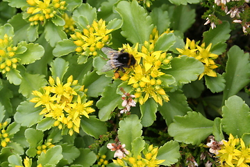 Image showing Bumble bee and flowers