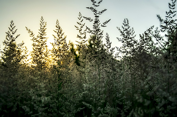 Image showing Atmospheric natural background with meadow vegetation in the rays of the rising sun. Bottom view. Toning.