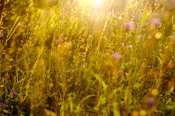 Image showing Atmospheric natural background with meadow vegetation in the rays of the rising sun. Bottom view. Toning.