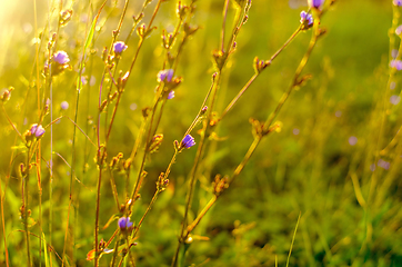 Image showing Atmospheric natural background with meadow vegetation in the rays of the rising sun. Bottom view. Toning.