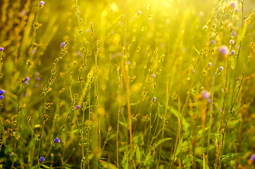 Image showing Atmospheric natural background with meadow vegetation in the rays of the rising sun. Bottom view. Toning.