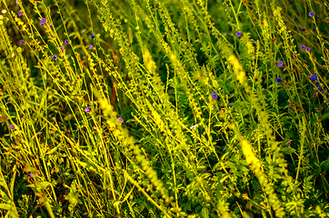 Image showing Atmospheric natural background with meadow vegetation in the rays of the rising sun. Bottom view. Toning.