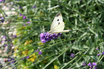 Image showing White butterfly - Gonepteryx rhamni - on Lavendel flower