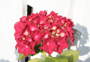Image showing Hydrangea plant