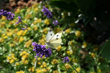 Image showing White butterfly - Gonepteryx rhamni - on Lavendel flower