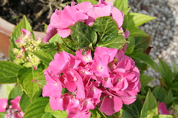 Image showing Pink Hydrangea with flower bee