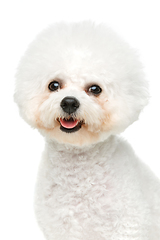 Image showing beautiful bichon frisee dog