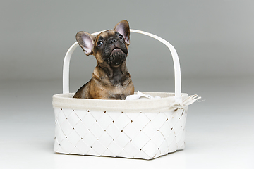 Image showing cute french bulldog puppy in basket