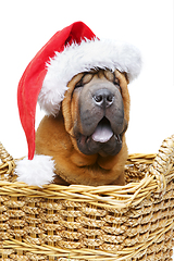 Image showing shar pei puppy in christmas hat