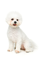 Image showing beautiful bichon frisee dog