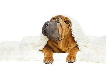 Image showing shar pei puppy under plaid