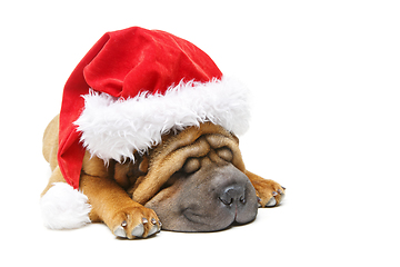 Image showing shar pei puppy in christmas hat