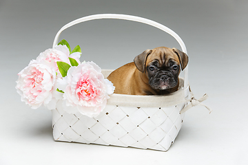 Image showing cute french bulldog puppy in basket