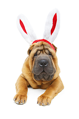 Image showing shar pei puppy in xmas bunny ears headband