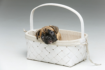 Image showing cute french bulldog puppy in basket