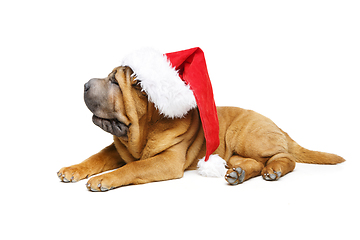 Image showing shar pei puppy in christmas hat