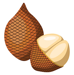 Image showing Vector illustration of brown salak fruit half a salak pealed  wh