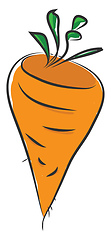 Image showing Carrot, vector color illustration.