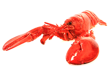 Image showing orange lobster isolated