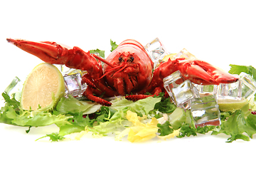 Image showing orange lobster isolated