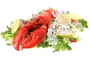 Image showing orange lobster isolated