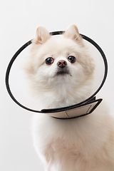Image showing White Pomeranian with protective lampshade 