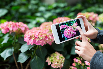 Image showing Woman taking photo on Hydrangea