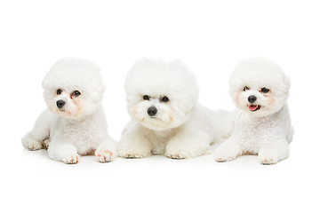 Image showing beautiful bichon frisee dogs