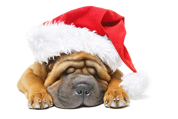 Image showing shar pei puppy in christmas hat