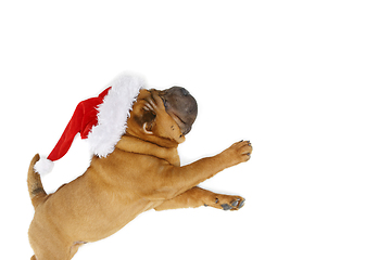 Image showing shar pei puppy in christmas hat