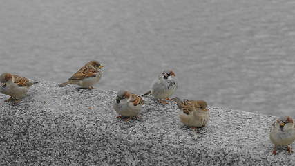 Image showing Small birds sparrows sitting on the concrete stone