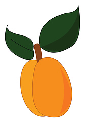 Image showing Sliced apricot, vector color illustration.