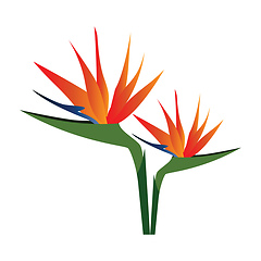 Image showing Vector illustration of colorful bird of paradise flowers  on whi