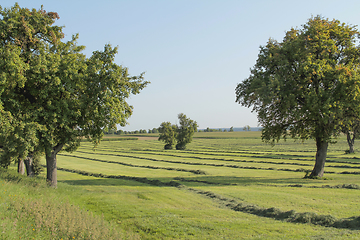 Image showing meadow with fruit trees