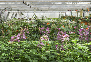 Image showing inside greenhouse scenery