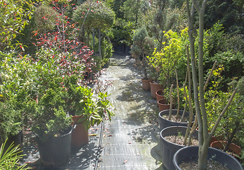 Image showing sunny potted plants