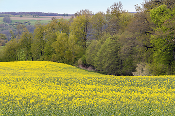 Image showing field of rapeseed at spring time