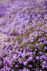 Image showing flowerbed of purple flowers