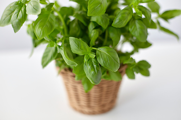 Image showing close up of green basil herb in wicker basket