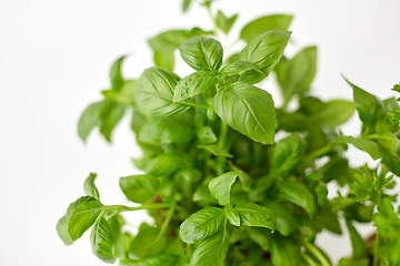 Image showing close up of green basil herb