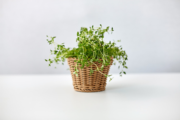 Image showing green thyme herb in wicker basket on table