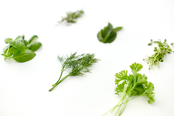 Image showing greens, spices or herbs on white background
