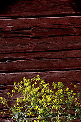 Image showing yellow flowers in front of red wooden wall
