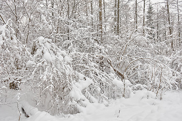 Image showing Wintertime landscape of snowy deciduous stand