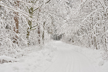 Image showing Dirt road crossing snowy deciduous stand