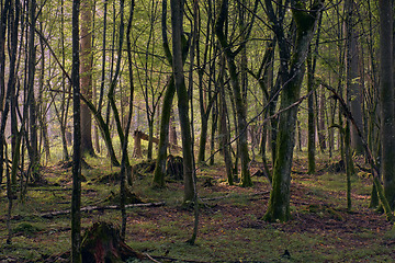 Image showing Old deciduous forest in sunrise