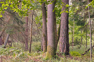 Image showing Old trees in summer morning